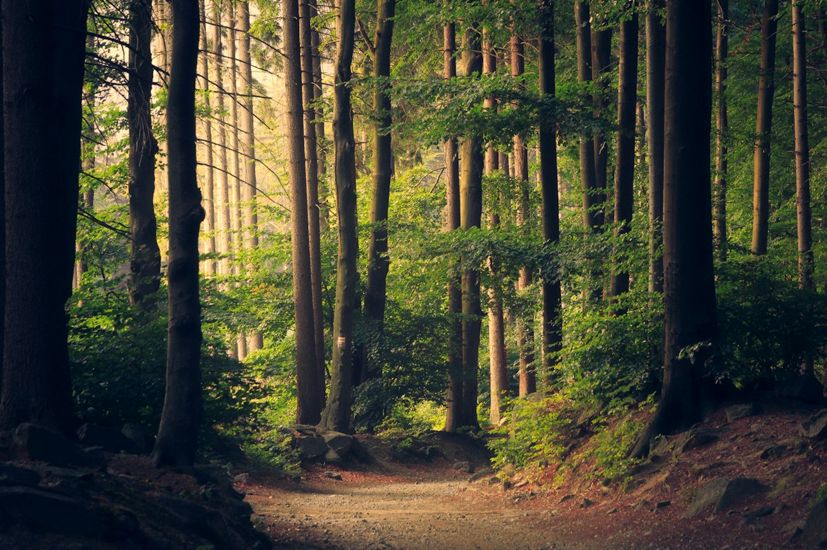 Sunlight finding its way through a lush green forest